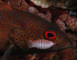 Hitch Hiker, This Coney fish has an Isopod that attaches ... by Ryan Weeks 
